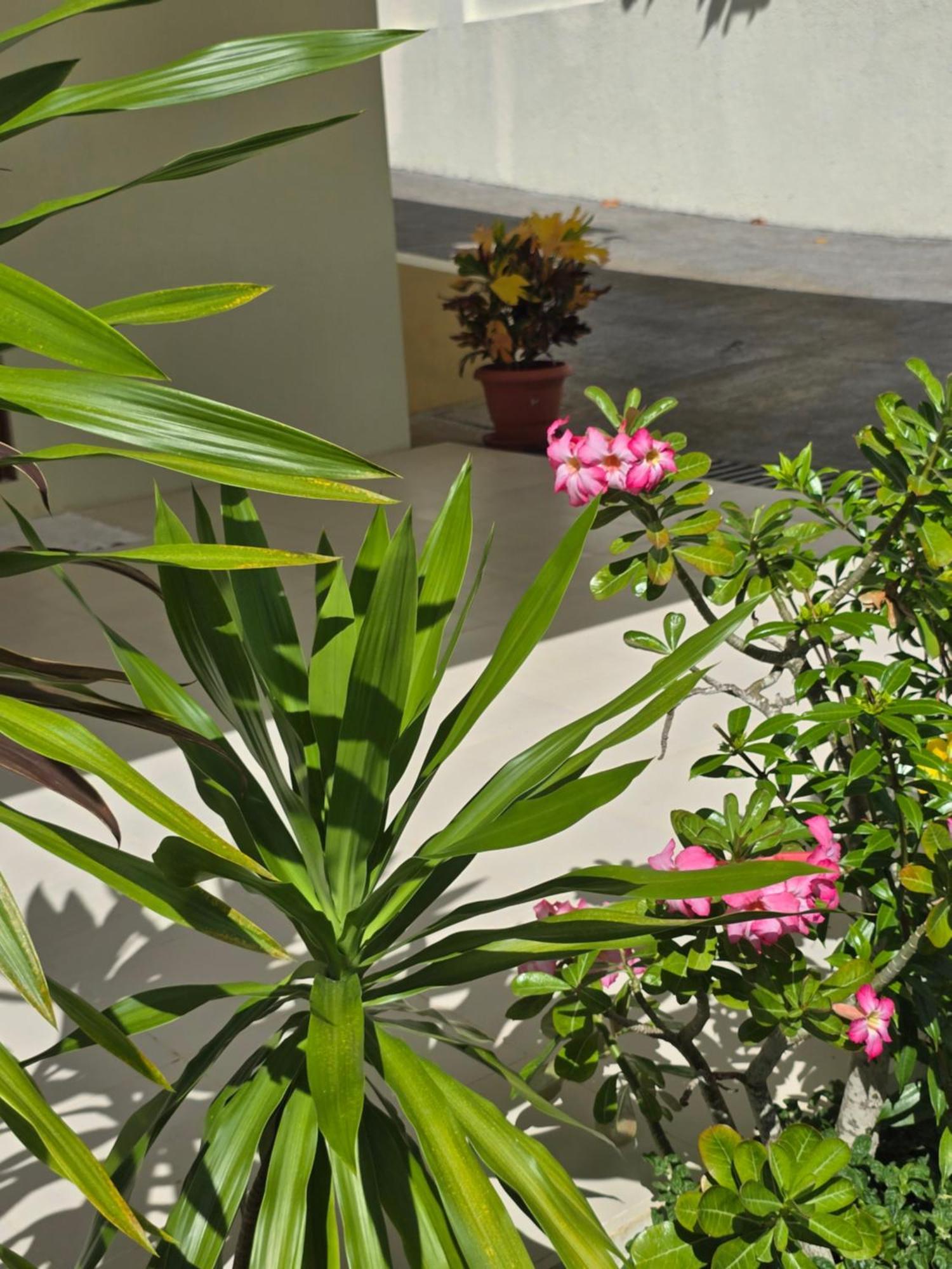 Emma'S Guest House And Self-Catering Au Cap Buitenkant foto
